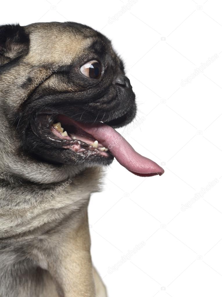 Close-up of a Pug, making a face and sticking the tongue out, is