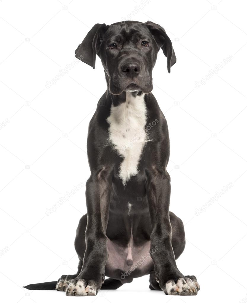 Great Dane puppy, months old, sitting and facing, isolated on