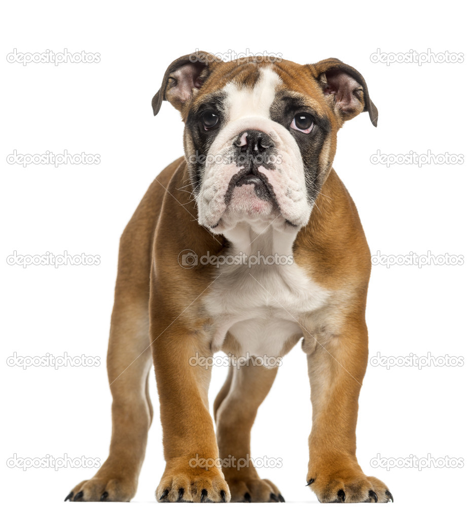 English Bulldog puppy, 3,5 months old, standing, isolated on whi Stock ...