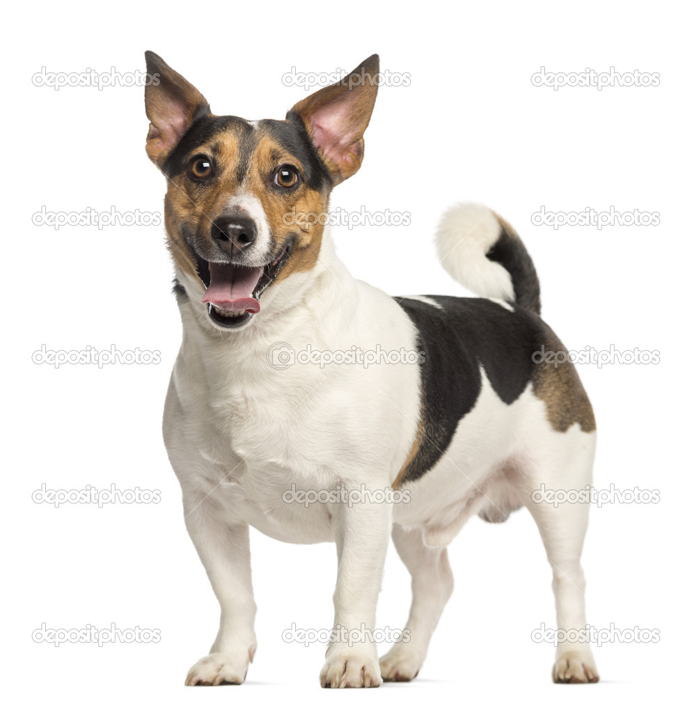 Jack Russell Terrier, 3 years old, standing and panting, isolate