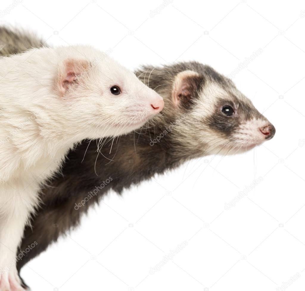 Close-up of two Ferrets, 2 years old, isolated on white