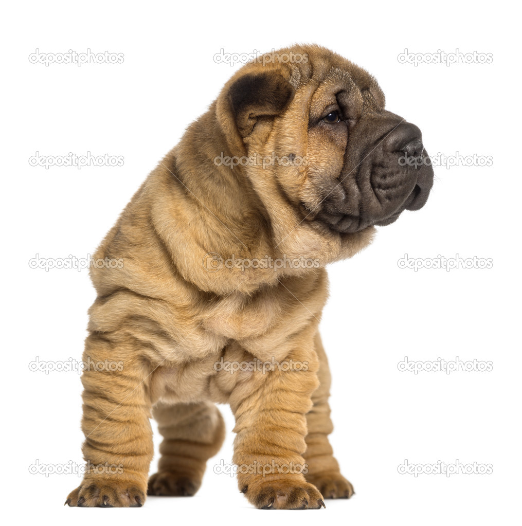 Shar Pei puppy, 2 months old, standing, isolated on white