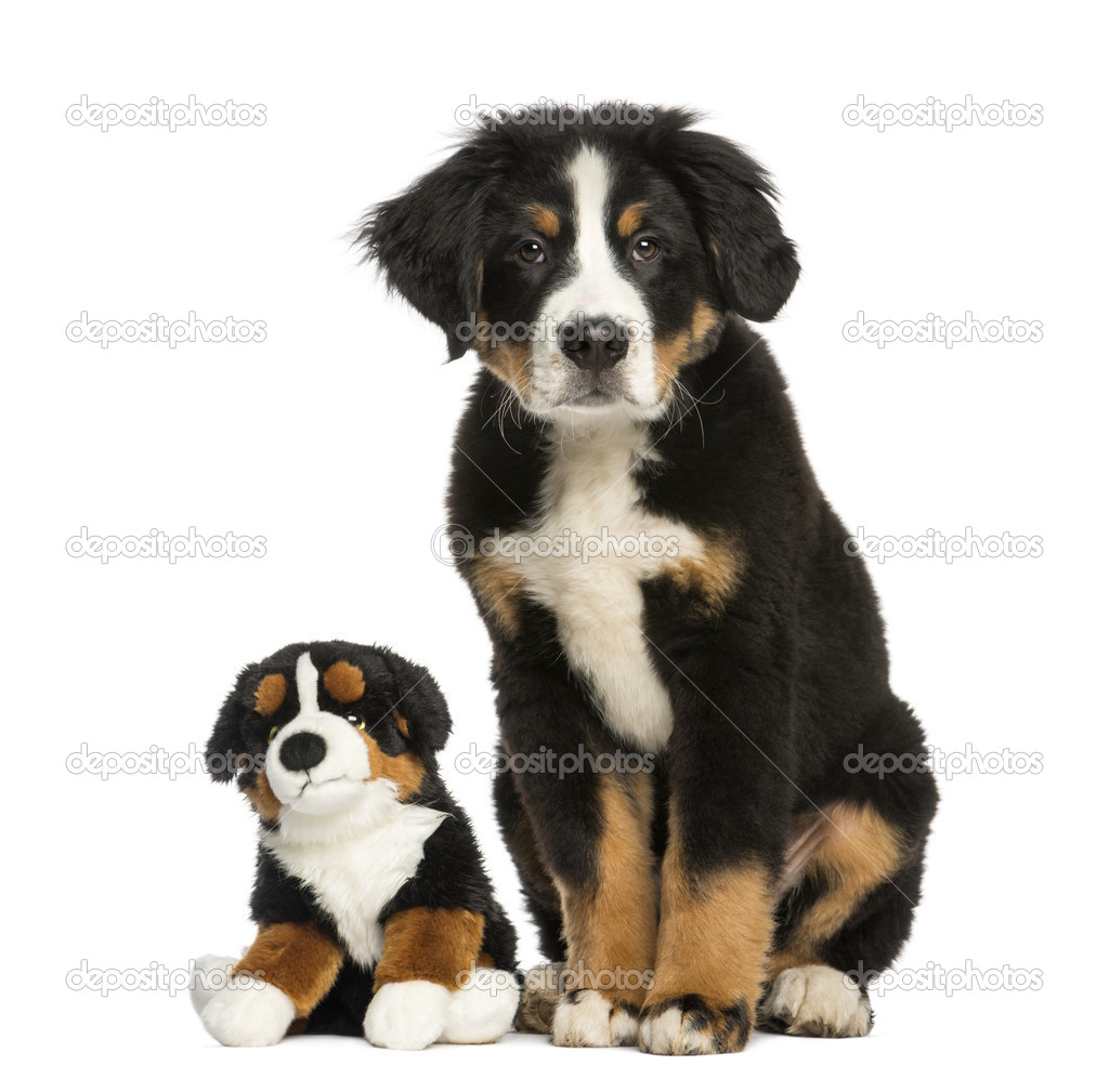 Young Bernese Mountain dog 3 5 months old sitting with teddy b