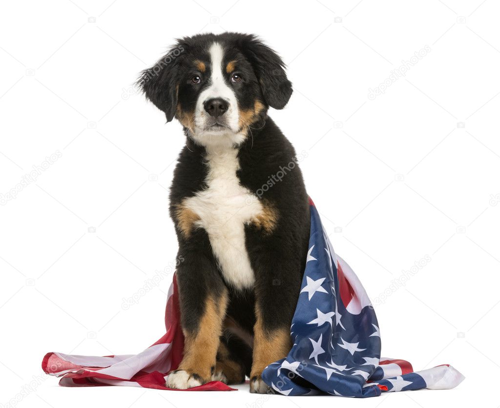 Patriotic dog sitting with american flag
