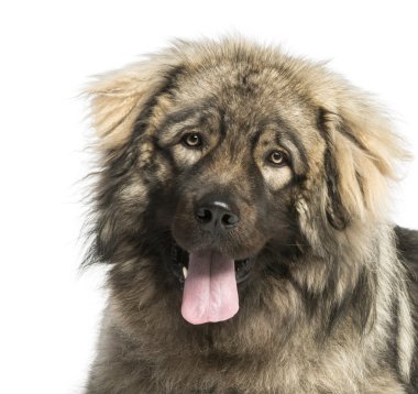yugoslav çoban köpeği nefes nefese, 1 yaşında, izole bir close-up