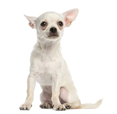 Chihuahua köpek yavrusu, 3 aylık oturma, üzerinde beyaz izole