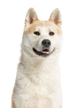 Close-Up uzağa bakarak bir akita Inu, 2 yıl yaşlı, izole üzerinde