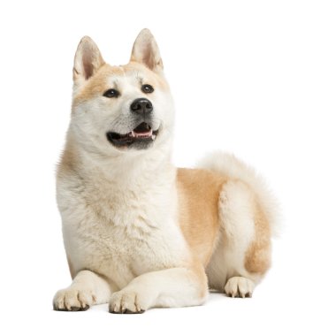 akita Inu, 2 yaşında bir çocuk, yalancı ve nefes nefese, üzerinde beyaz izole