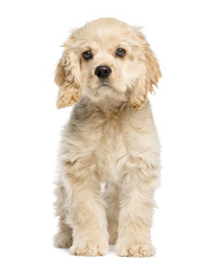 Amerikan cocker spaniel köpek oturma ve bakan, 4 aylık,