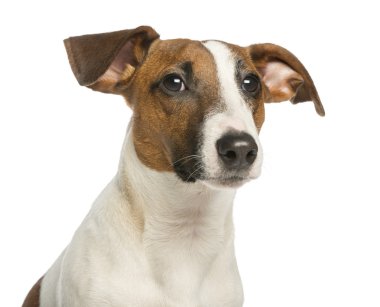 yakın çekim bir Jack russell terrier, beyaz izole