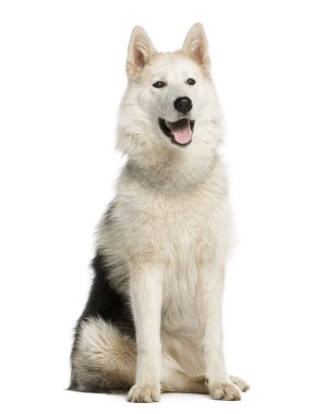 Alaska malamut oturma ve nefes nefese, izole üzerinde beyaz