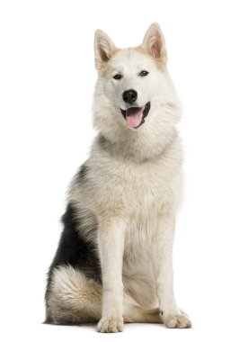Alaskan malamute oturma, bakan ve onun dilini, 7 yapıştırma