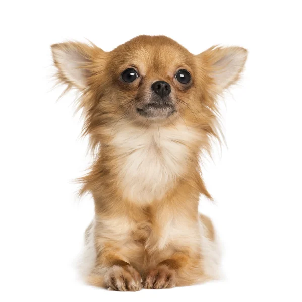 Chihuahua liggande, 1 år gammal, isolerad på vit — Stockfoto