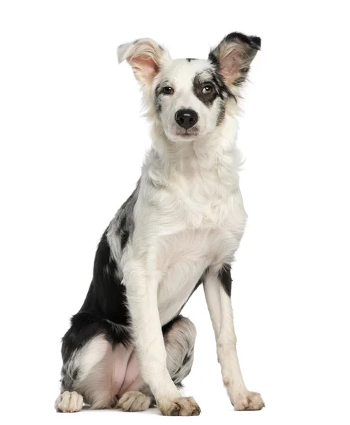 Border Collie, 5 months old, sitting, isolated on white — Stock Photo, Image