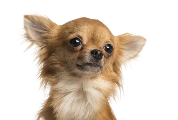 Primo piano di un Chihuahua, 1 anno, isolato su bianco — Foto Stock