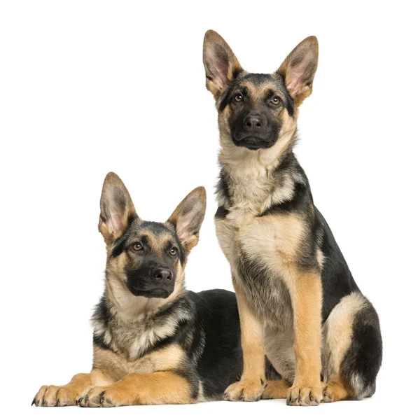 Two young German shepherd, sitting and lying down 6 months old — Stock Photo, Image