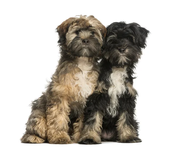 Two Tibetan Terrier, 4 months old, sitting and facing, isolated — Stock Photo, Image