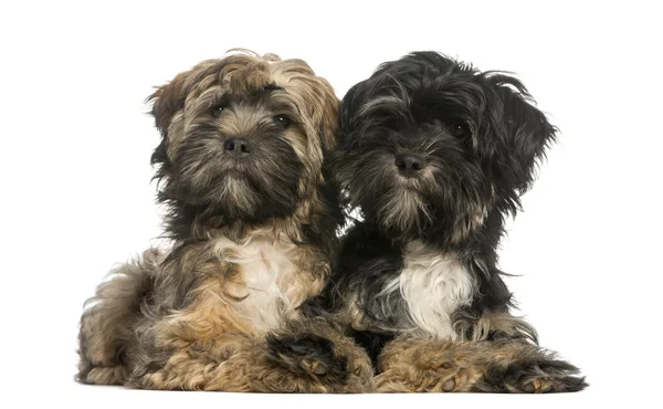 Tibetansk terrier, 4 månader gammal, liggande, isolerad på vit — Stockfoto