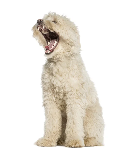 Pyrenäen-Schäferhund, zwei Jahre alt, gähnt, Mund auf, isoliert — Stockfoto