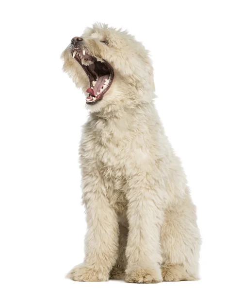 Pyrenean Shepherd, dois anos, bocejo, boca aberta, isolado — Fotografia de Stock