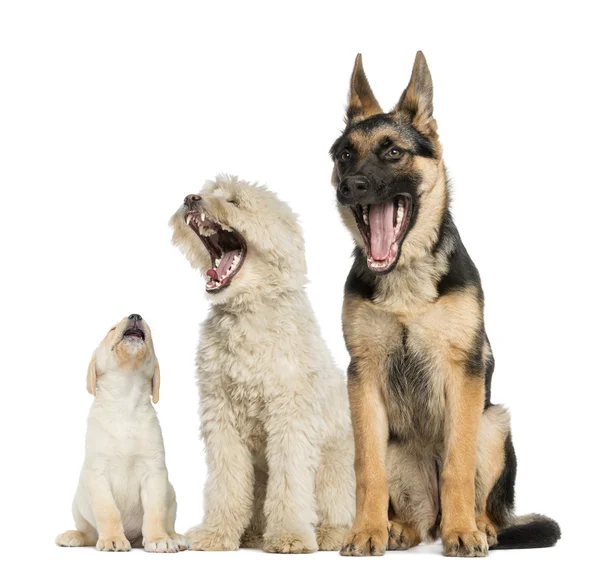 Group of dogs yawning, isolated on white — Stock Photo, Image