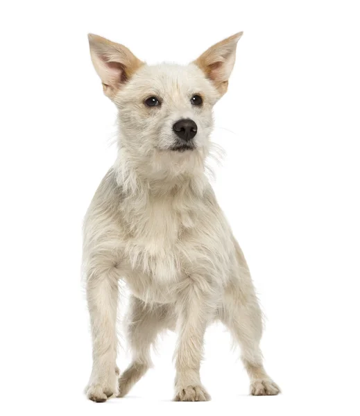 Cão misto, 7 meses, em pé, isolado sobre branco — Fotografia de Stock