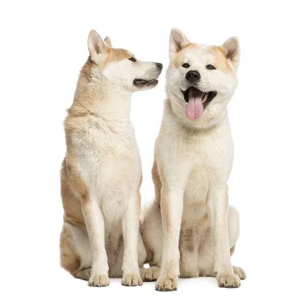 Two Akita Inus sitting and interacting, 2 years old, isolated on — Stock Photo, Image