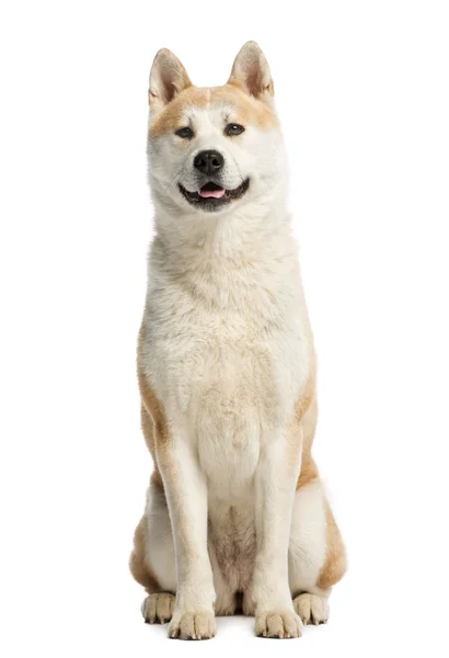 Akita Inu sentado e olhando para longe, 2 anos, isolado no whi — Fotografia de Stock