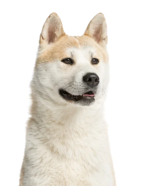 Nahaufnahme eines wegblickenden Akita Inu, 2 Jahre alt, isoliert auf — Stockfoto