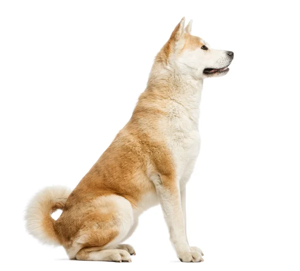 Vista lateral de Akita Inu sentado, 2 anos, isolado em branco — Fotografia de Stock