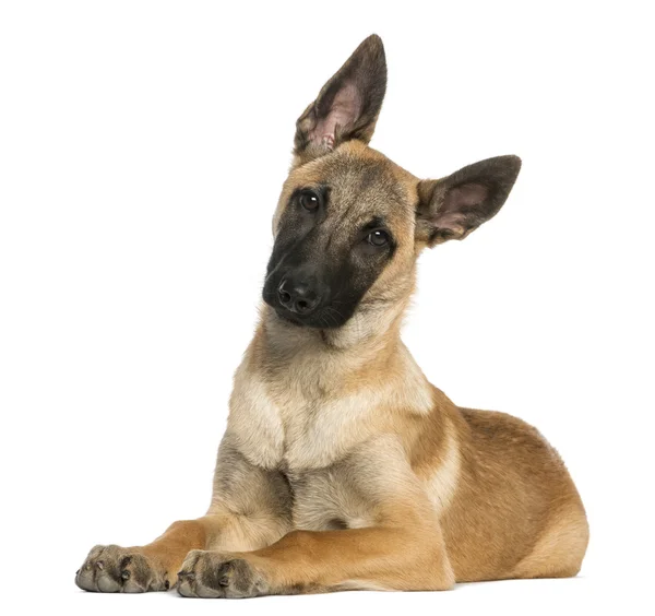 Young Belgian Shepherd lying down and staring, 5 months old, iso — Stock Photo, Image