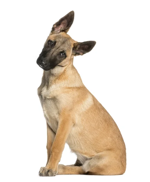 Belgian Shepherd sitting and facing, 5 months old, isolated on w — Stock Photo, Image