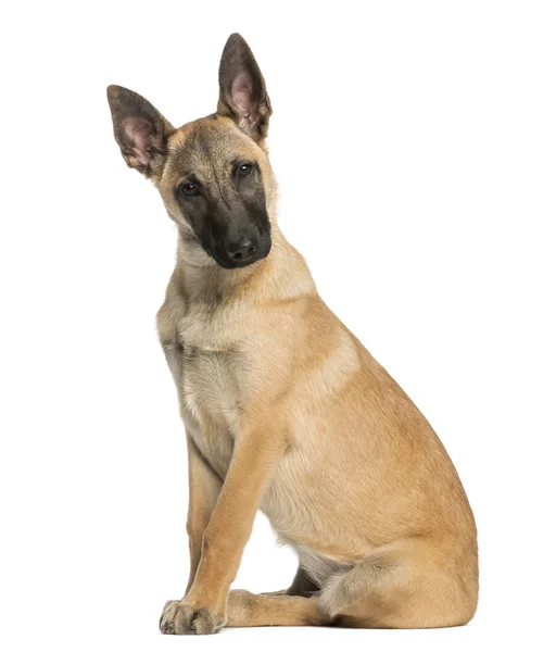 Belgian Shepherd sitting and facing, 5 months old, isolated on w — Stock Photo, Image