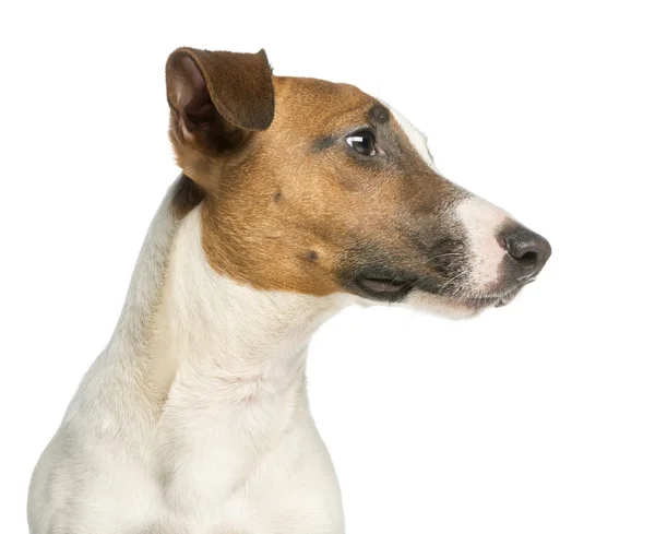 Gros plan d'un Jack Russell Terrier, isolé sur fond blanc — Photo