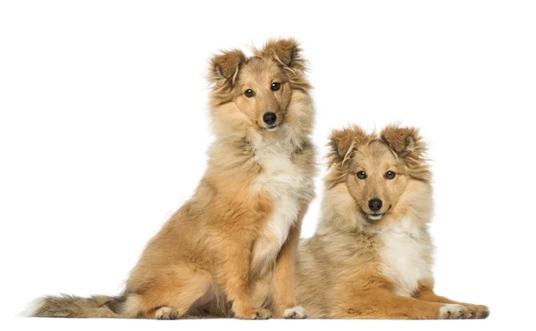 Two Border Collie, sitting and lying next to each other, isolate — Stock Photo, Image