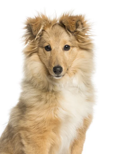 Närbild av border collie, titta på kameran, isolerad på wh — Stockfoto