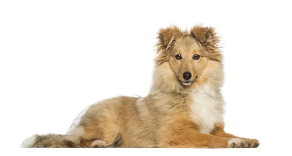 Border Collie, lying and facing, isolated on white — Stock Photo, Image