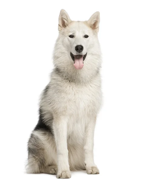 Alaskan Malamute sitting, staring and sticking his tongue out, 7 — Stock Photo, Image