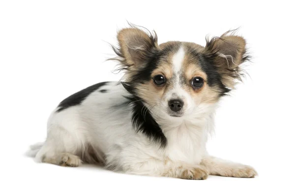 Young Chihuahua lying and facing, 7 months old, isolated on whit — Stock Photo, Image