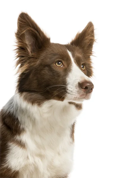 Närbild av en border collie, 7 månader gammal, isolerade på vit — Stockfoto