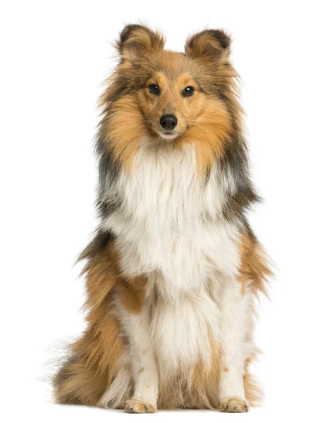 Berger Shetland sitting and facing, 11 months old, isolated on w — Stock Photo, Image