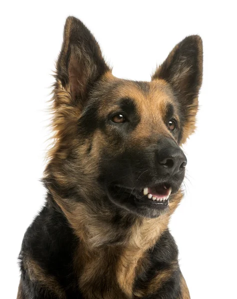 Close-up of a German shepherd looking away with open mouth, 4 ye — Stock Photo, Image
