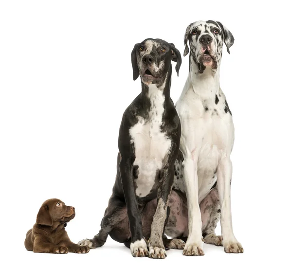 Twee grote Denen zitten en op zoek weg en puppy chocolade lab — Stockfoto