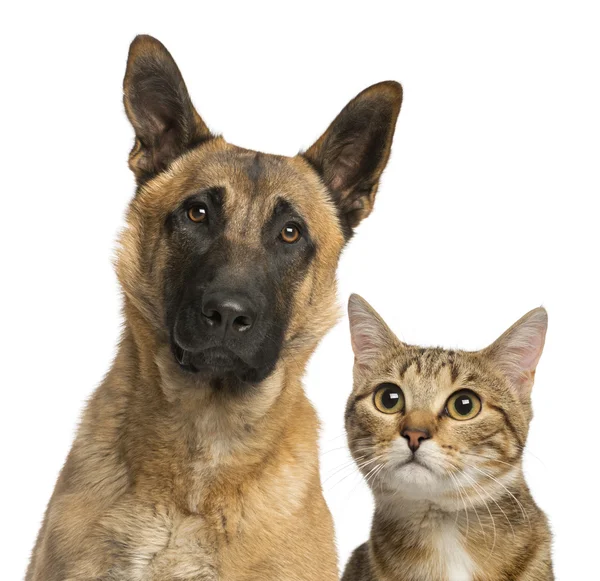 Close-up de um gato e cão, isolado em branco — Fotografia de Stock