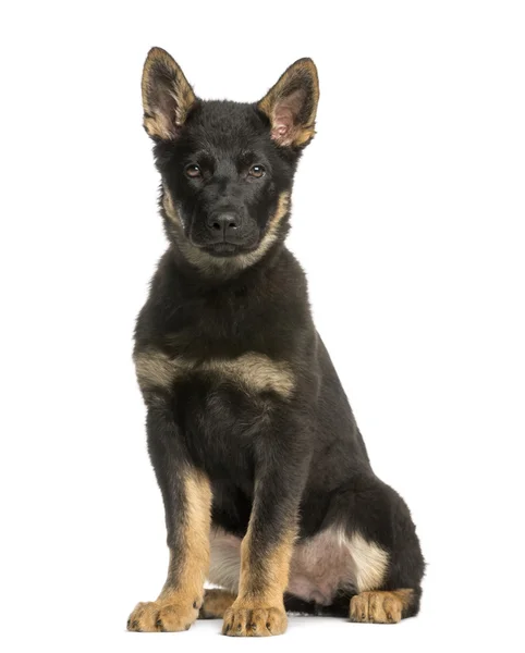 Young Belgian Shepherd sitting and staring, 10 months old, isola — Stock Photo, Image