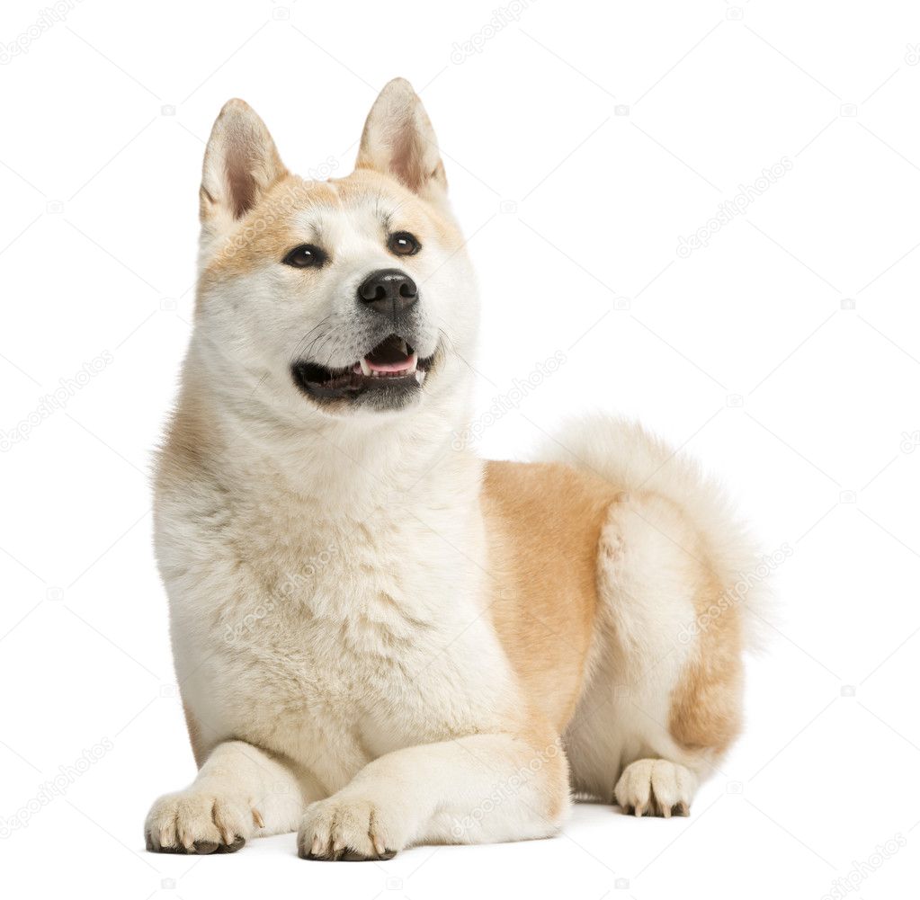Akita Inu, 2 years old, lying and panting, isolated on white