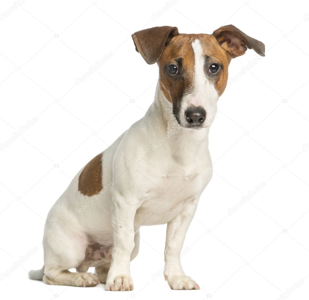 Jack Russell Terrier, sitting and looking at the camera, isolat