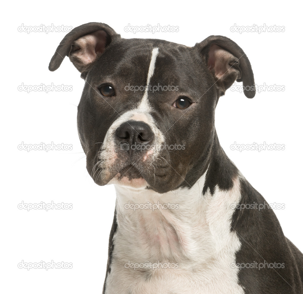 Close-up of an Amercian Staff staring at the camera, 1 year old,