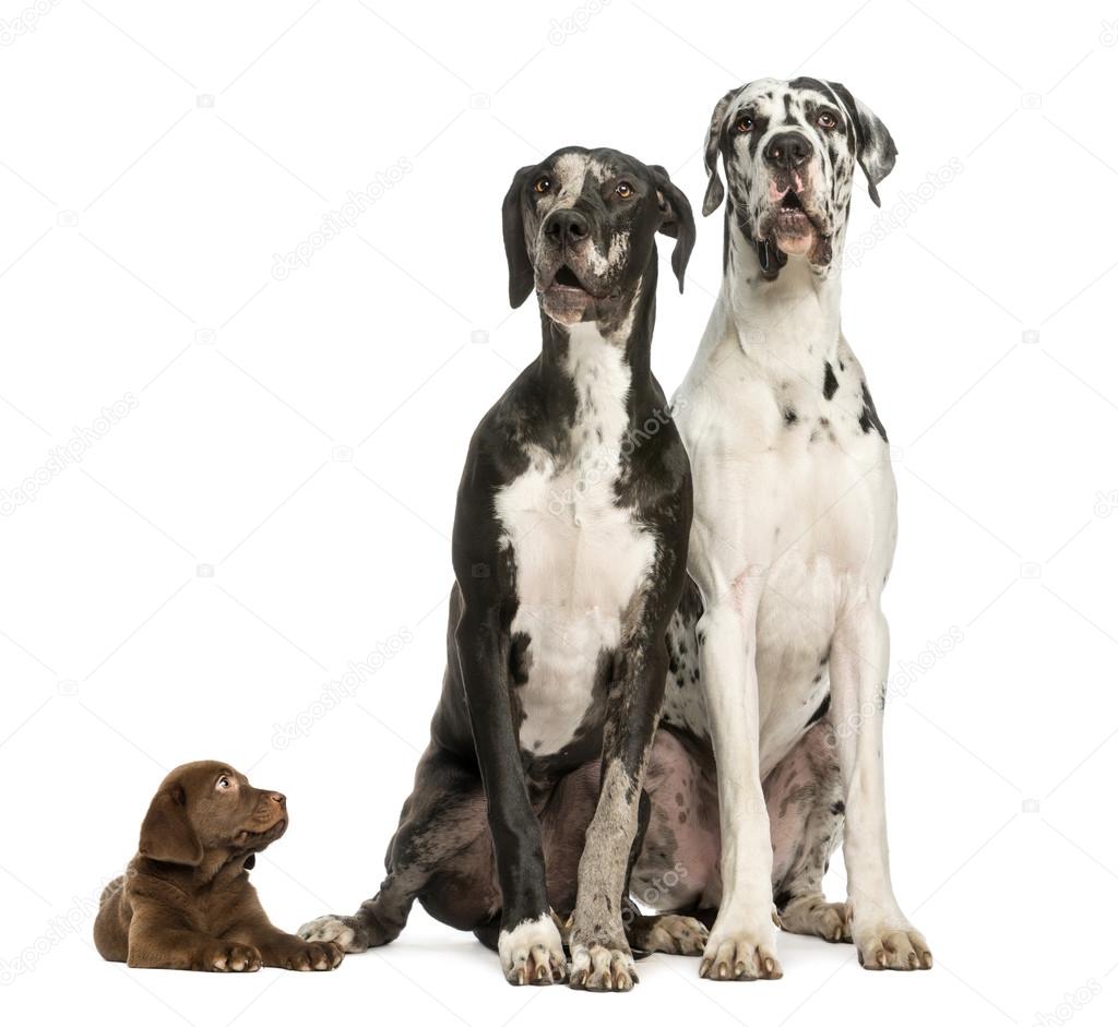 Chocolate great top dane puppies
