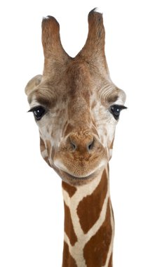 Close-up of a Somali Giraffe facing, Giraffa camelopardalis reticulata clipart